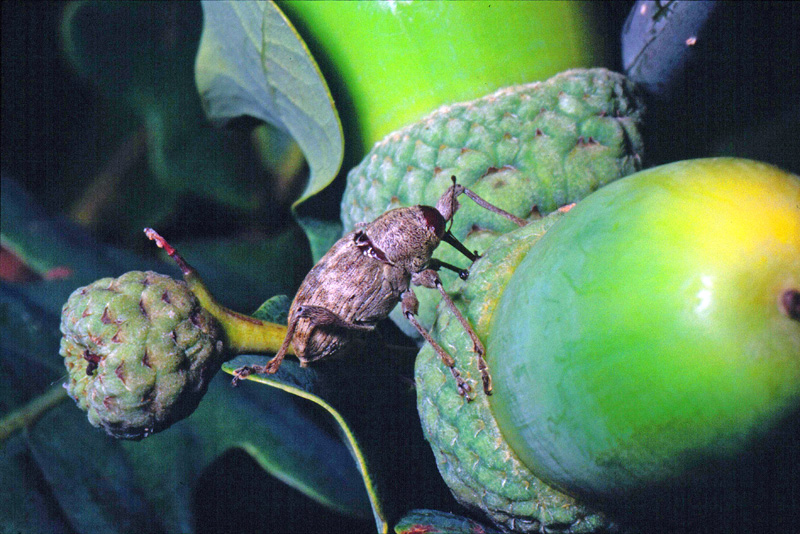 Curculio elephas